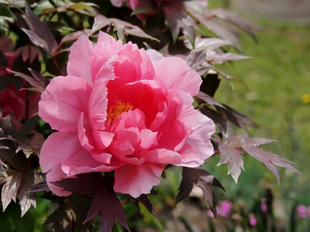 640P4235050.jpg