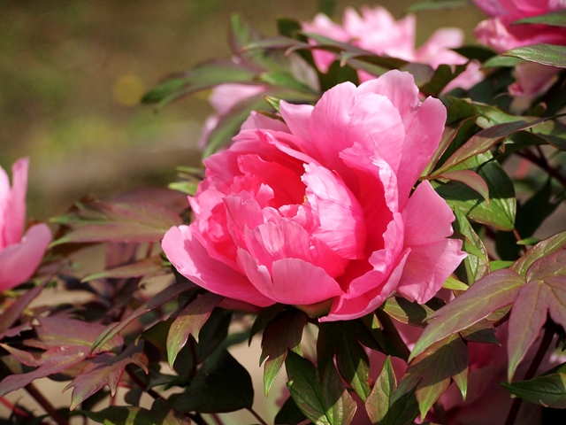 640P4235060.jpg