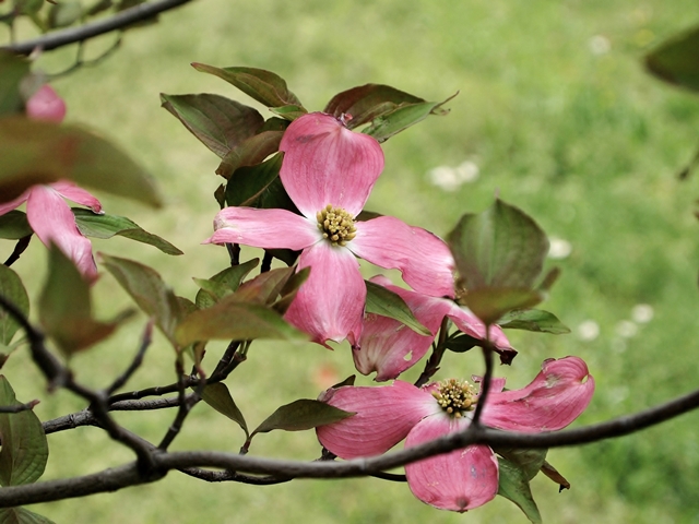 640P4235107.jpg