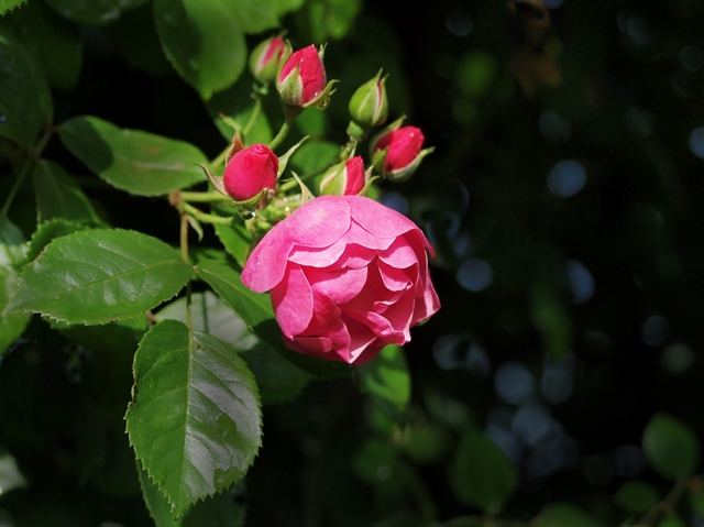 640P5125499s.jpg
