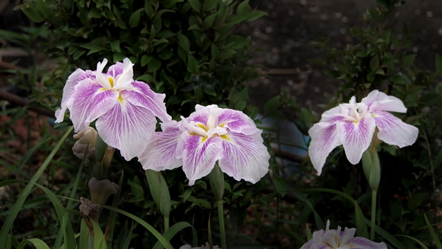 640P6126729s.jpg