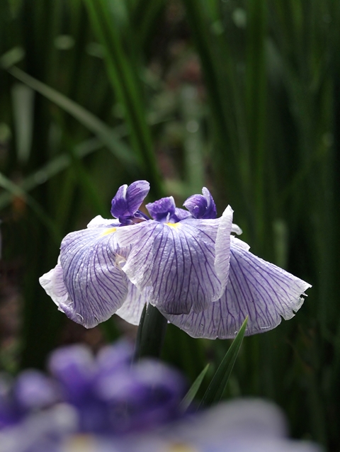 640P6146871s.jpg