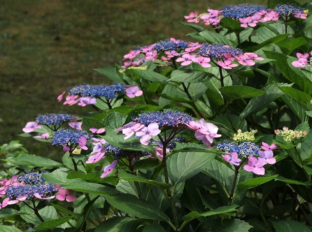 640P6187214s.jpg