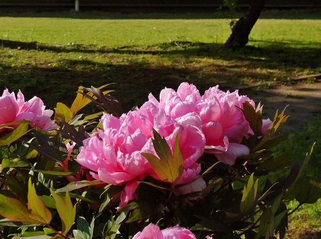 640R0030122.jpg