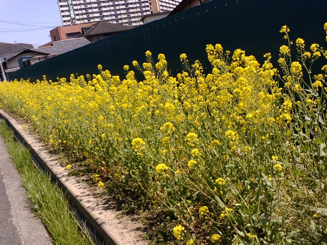 2012菜の花