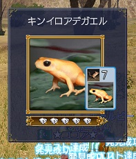 キンイロアデガエル