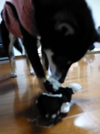 柴っこ1