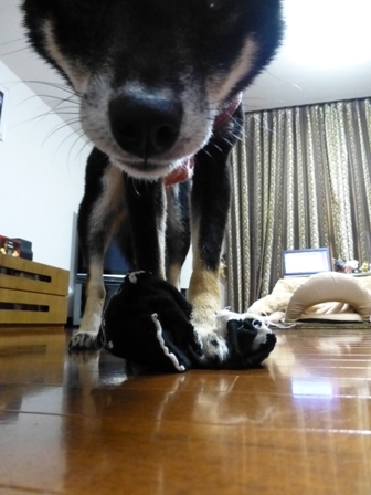 柴っこ4