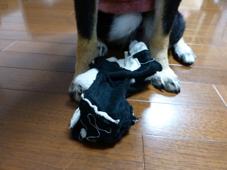 柴っこ5