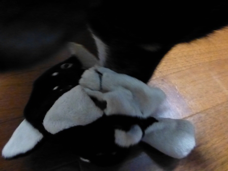 柴っこ6
