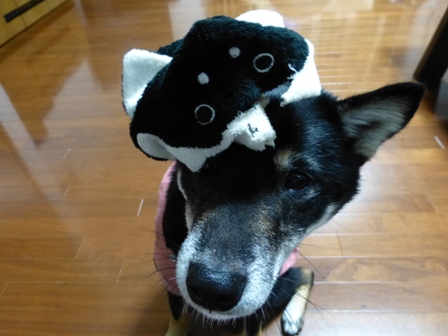 柴っこ7