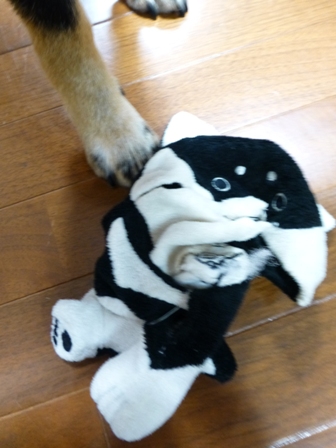 柴っこ12