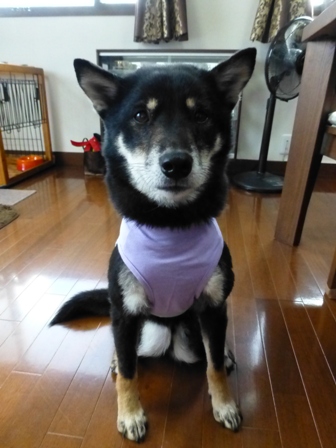 盲導犬サポートSHOP14