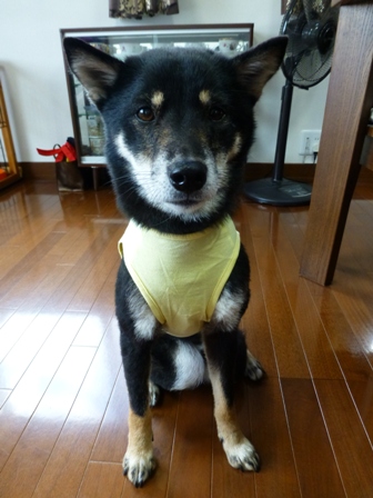 盲導犬サポートSHOP17
