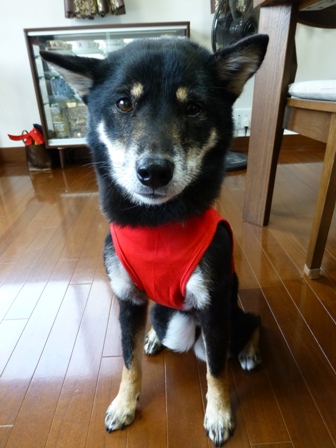 盲導犬サポートSHOP20