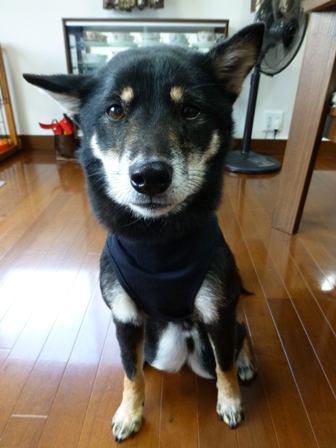盲導犬サポートSHOP24