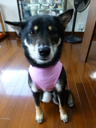 盲導犬サポートSHOP27