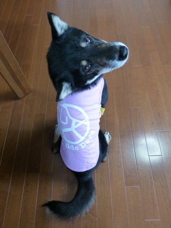 盲導犬サポートSHOP29