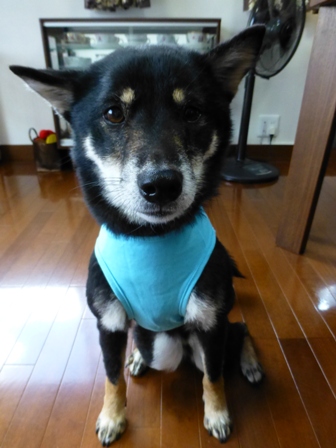 盲導犬サポートSHOP30