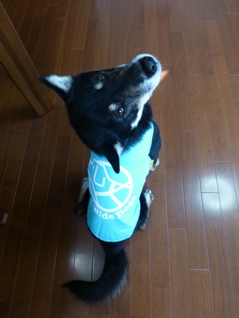 盲導犬サポートSHOP32