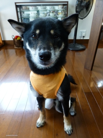 盲導犬サポートSHOP33
