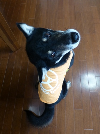 盲導犬サポートSHOP35