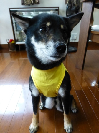 盲導犬サポートSHOP36