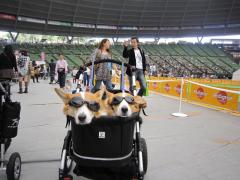 コーギーず