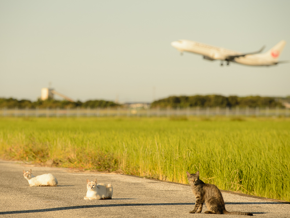 にゃん