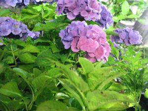 IMG_3194.jpg
