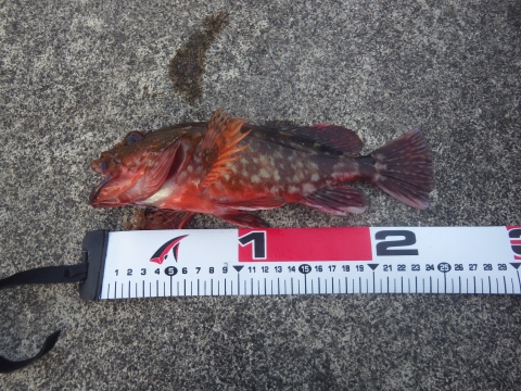 20130720カサゴ26cm