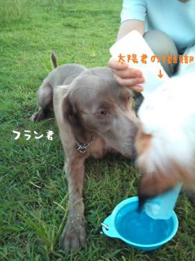 DSC_0106-2011-9-14.jpg