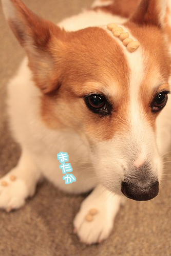 またか