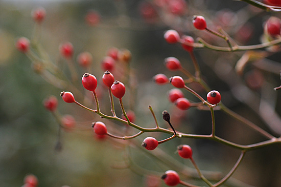 DSC_0030-s_201311291756115c7.jpg