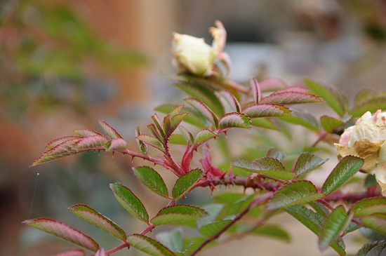 DSC_0035-s_201312061819445d3.jpg