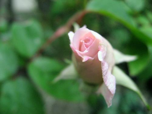 IMG_3960_20120501202121.jpg