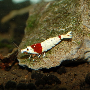 3_2014100223000191c.jpg
