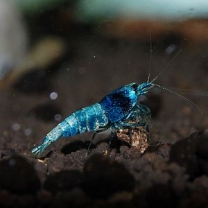 9_20140925192848e5c.jpg