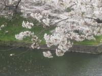 sakura01