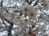sakura02