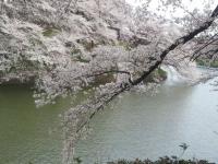 sakura05