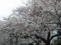 sakura06