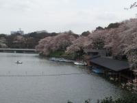sakura07
