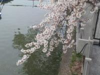 sakura08
