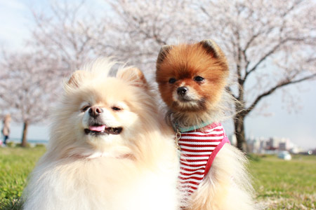 20120411_7.jpg