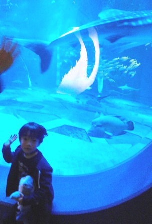 水族館1