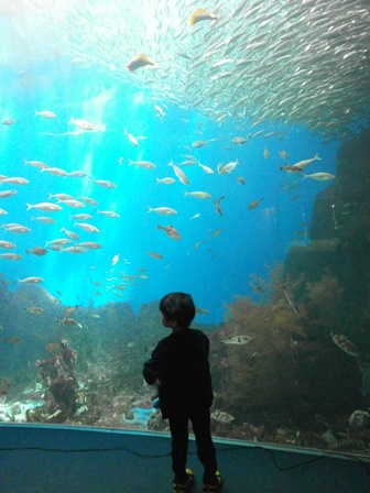 水族館6