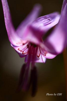 s-IMG_1217.jpg