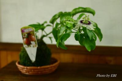 s-IMG_2923.jpg