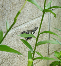 Photo_5